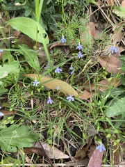 Lobelia quadrangularis