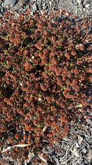 Eriogonum parvifolium