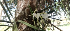 Brassavola