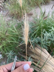 Chloris virgata