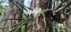Brassavola