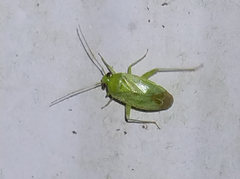 Taylorilygus apicalis