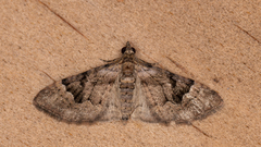 Mnesiloba eupitheciata