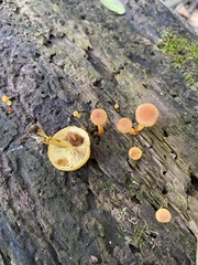 Pholiota granulosa