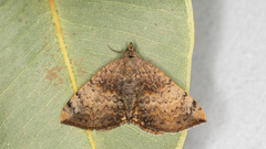 Chrysolarentia mecynata