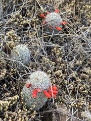 Mammillaria grahamii