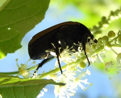 Hologymnetis cinerea