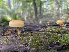 Pholiota granulosa