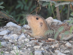 Cratogeomys castanops