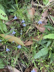 Lobelia quadrangularis