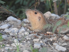 Cratogeomys castanops