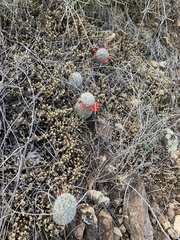 Mammillaria grahamii