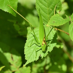 Amblycorypha