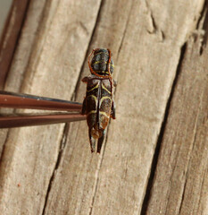 Neoclytus scutellaris