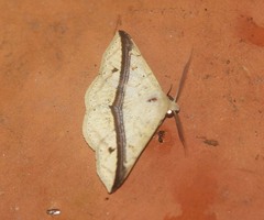 Ugia eugrapha