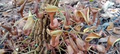 Aristolochia maxima