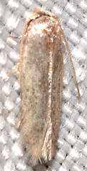 Zimmermannia obrutella