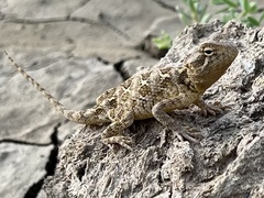 Dwarf Rock Agama photo 2