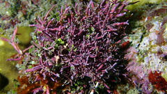 Amphiroa