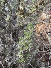 Artemisia californica