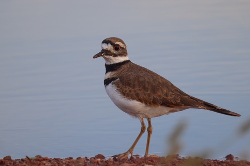 Killdeer photographed in Maryland