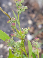 Chenopodium album