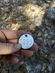 Schizachyrium niveum