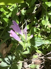 Physostegia virginiana