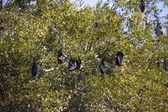 Pteropus alecto