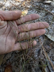 Schizachyrium niveum