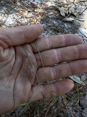 Schizachyrium niveum