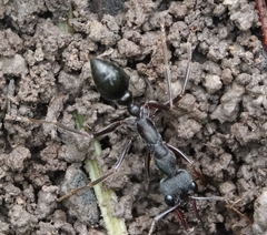 Myrmecia pyriformis