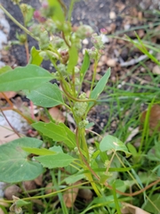 Chenopodium album