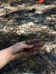 Schizachyrium niveum