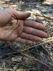 Schizachyrium niveum