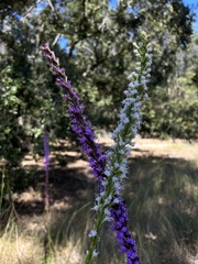 Liatris laevigata