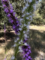 Liatris laevigata