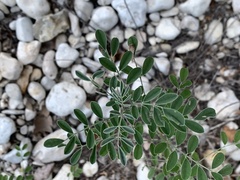 Indigofera lindheimeriana
