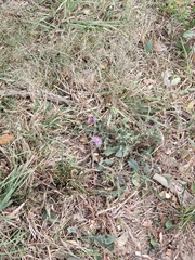 Centaurea nigrescens