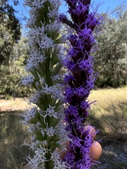 Liatris laevigata
