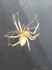 Cheiracanthium mildei