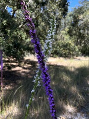 Liatris laevigata