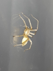 Cheiracanthium mildei