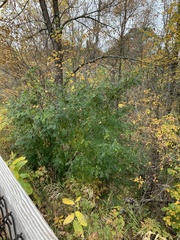 Caragana arborescens