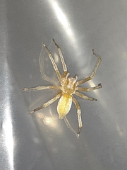 Cheiracanthium mildei