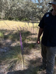 Liatris laevigata