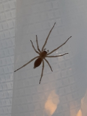 Cheiracanthium mildei