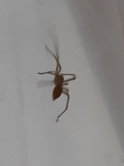 Cheiracanthium mildei