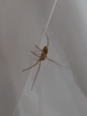 Cheiracanthium mildei