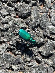 Cicindela sexguttata